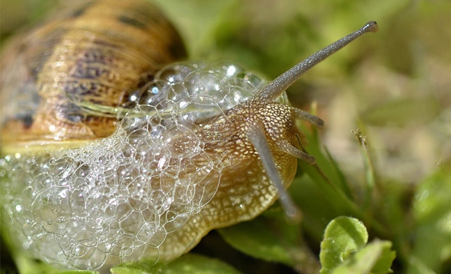 La Bava di Chiocciole Helix Aspersa è la migliore per uso farmaceutico e cosmetologico