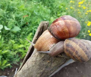 lumache su palo di legno nell'allevamento Parco Coclè