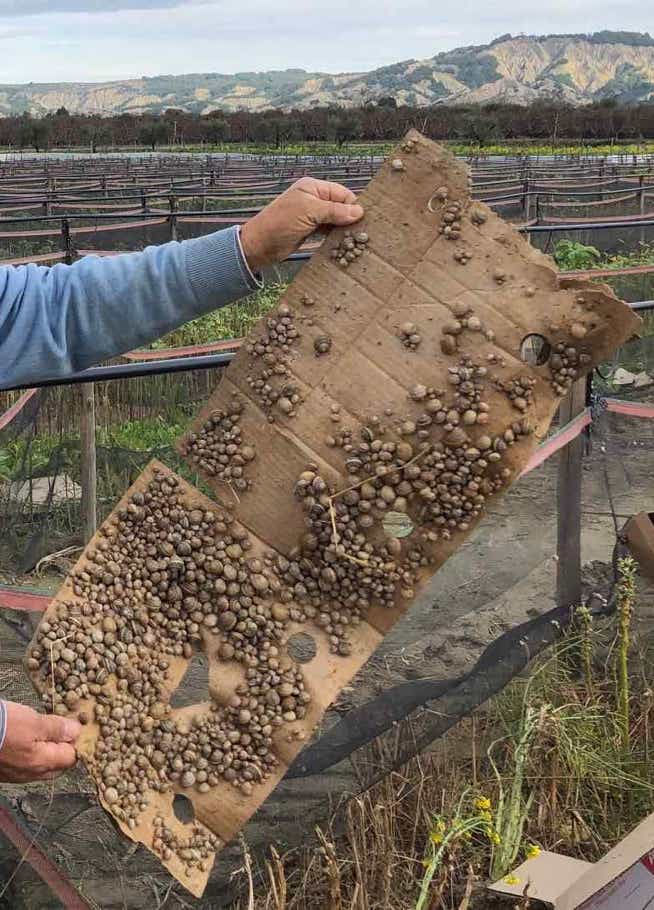 Uno dei metodi meglio conosciuti e diffusi per la raccolta delle chiocciole (grandi e piccole), in allevamento