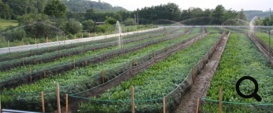 Il classico allevamento al naturale, che contempla, per le chiocciole, alimentazione prevalentemente vegetale, senza uso di mangimi