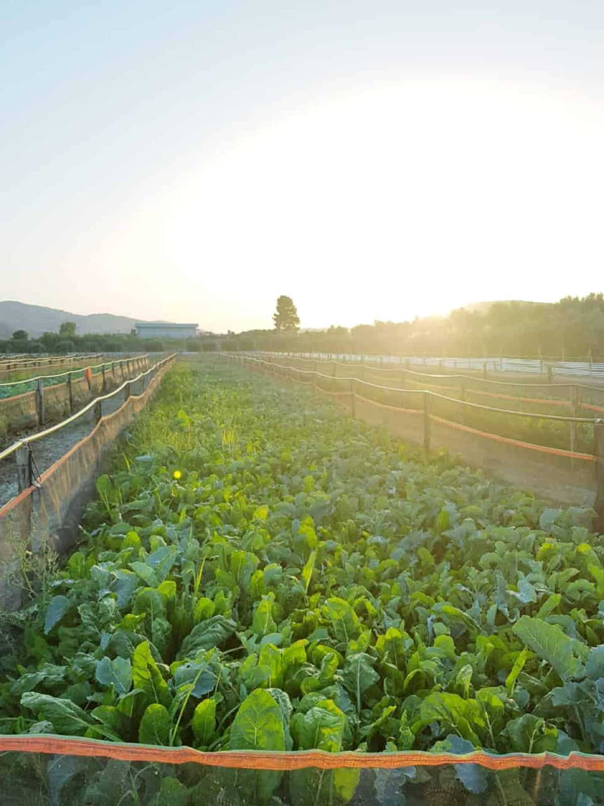 allevamento di lumache helix al naturale - solo uso di vegetali