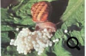 La helix Aspersa Muller è tra le più fertili lumache in allevamento. La deposizione delle uova delle chiocciole avviene spesso e in numeri molto alti
